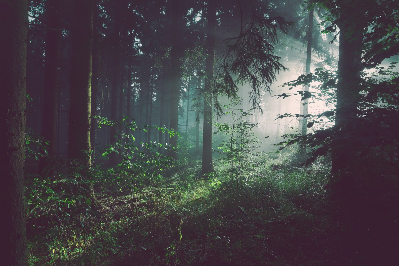 Luz del sol atravesando un bosque denso y sus ramas